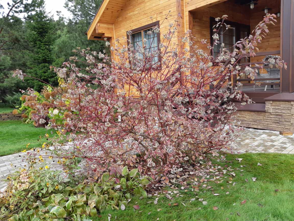 Медведково