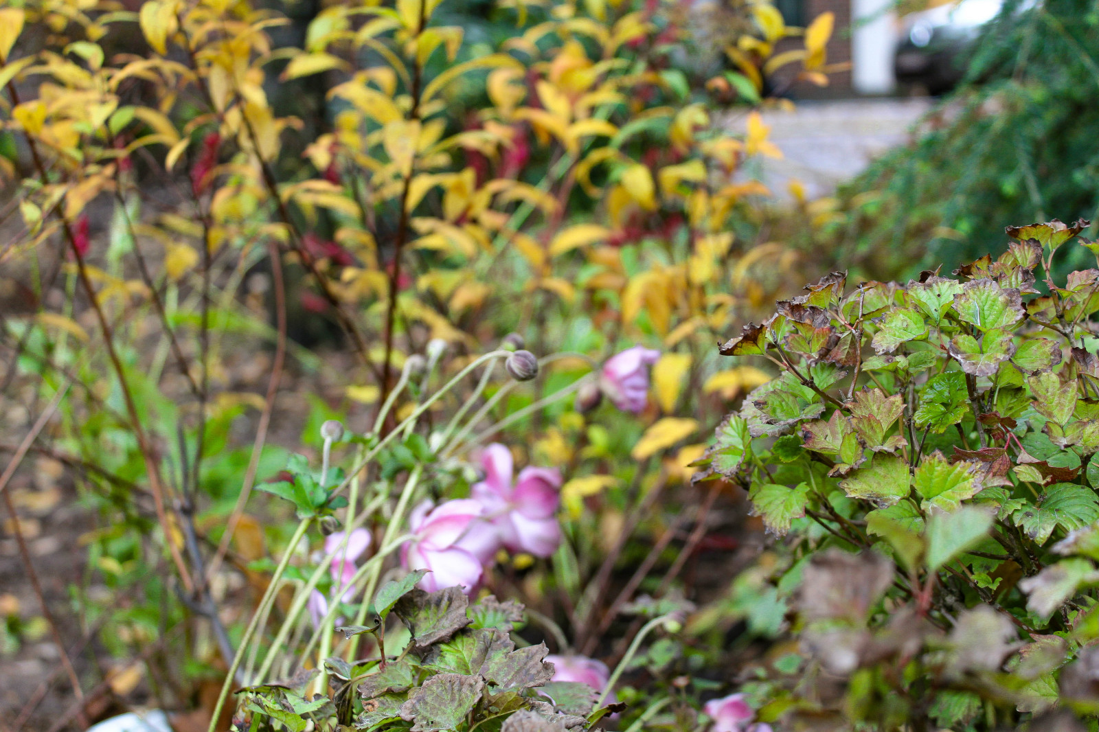 Генеральские дачи