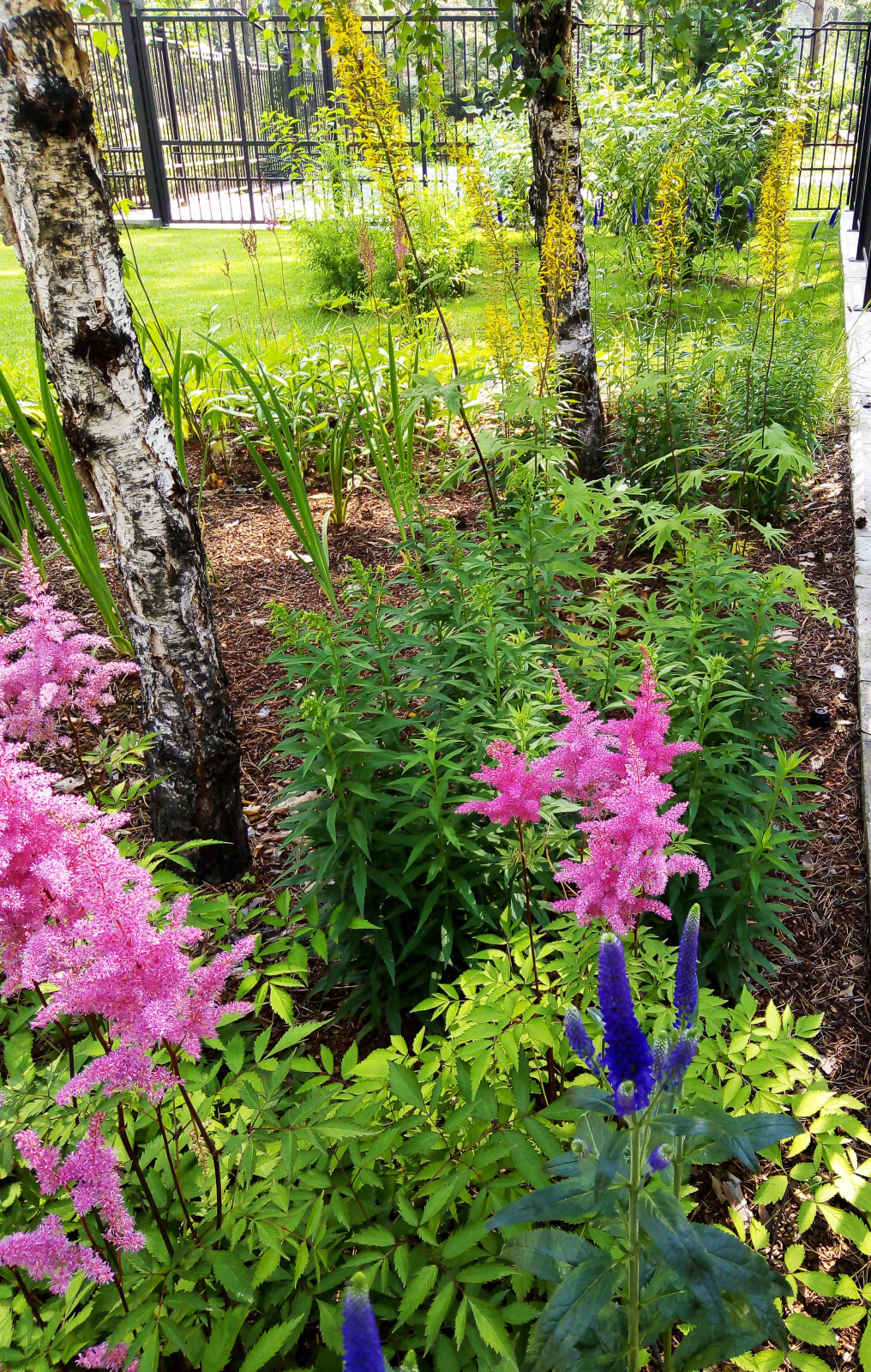 Цветники под пологом леса