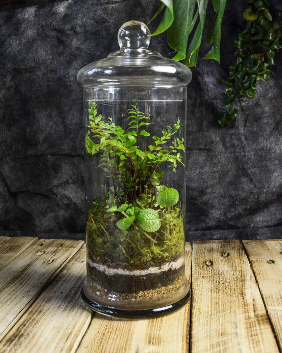 Dragomira Vseslavovna