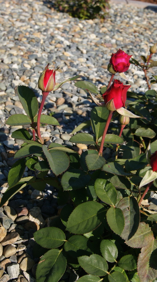 Элегантный Сад