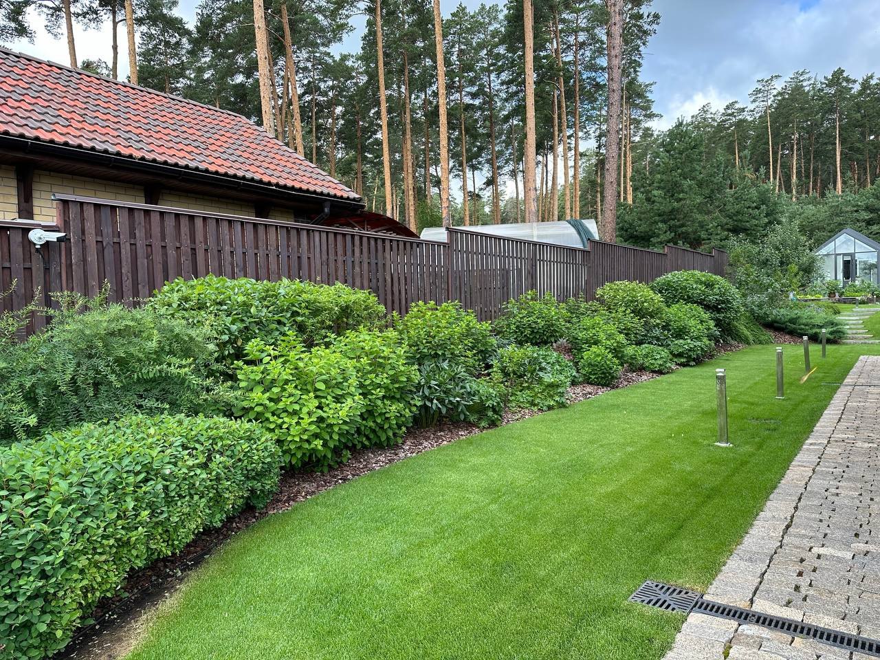 Золотой карп