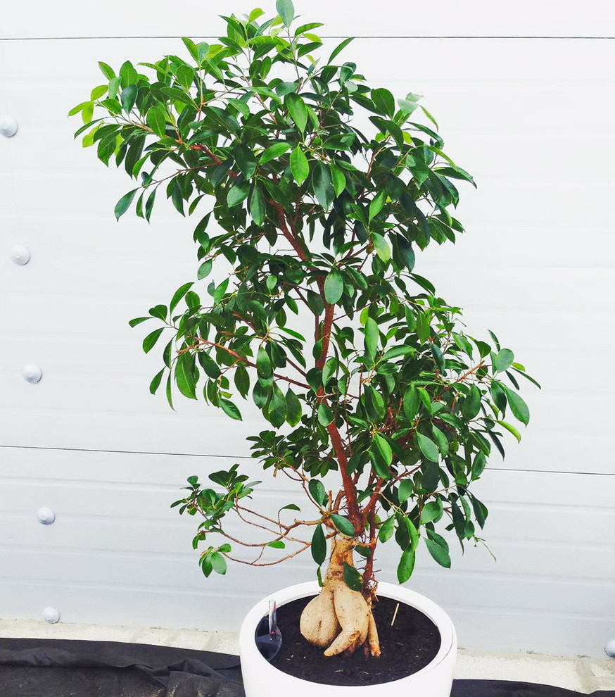 Обложка проекта: Озеленение автосалона BMW