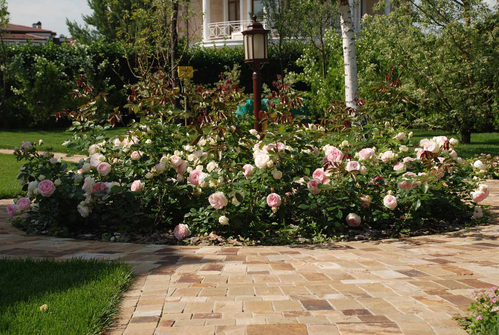 Сад в КП Миллениум Парк