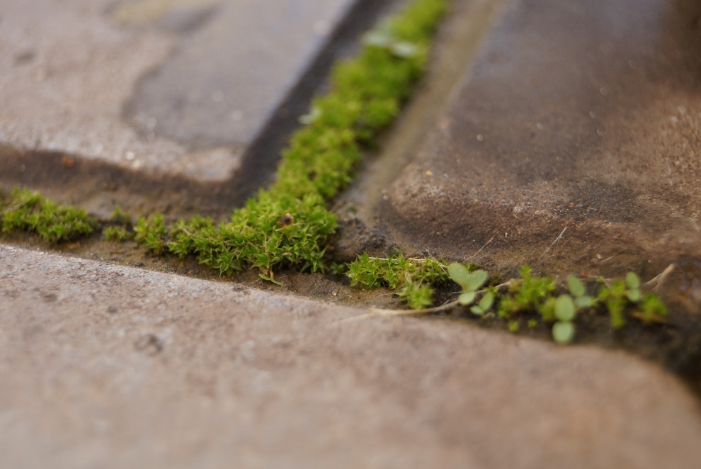 Зачем вам: Растения, которые можно вытаптывать