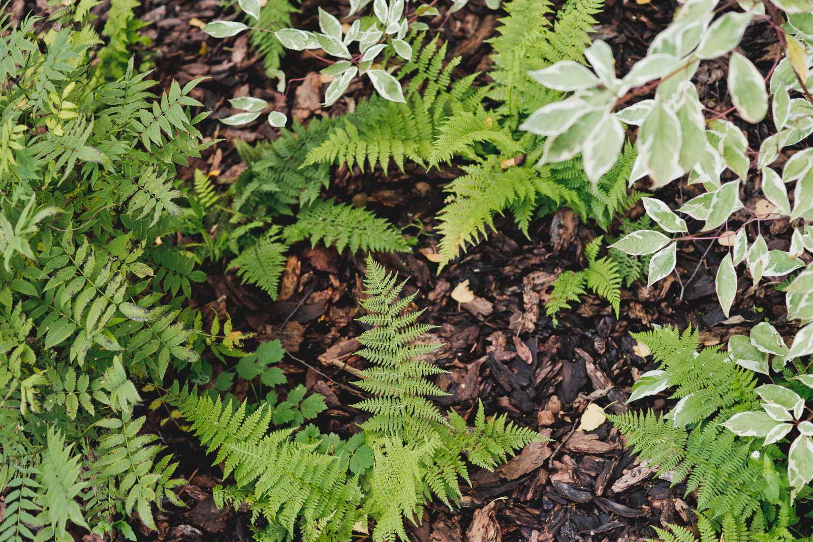 Сад на краю леса