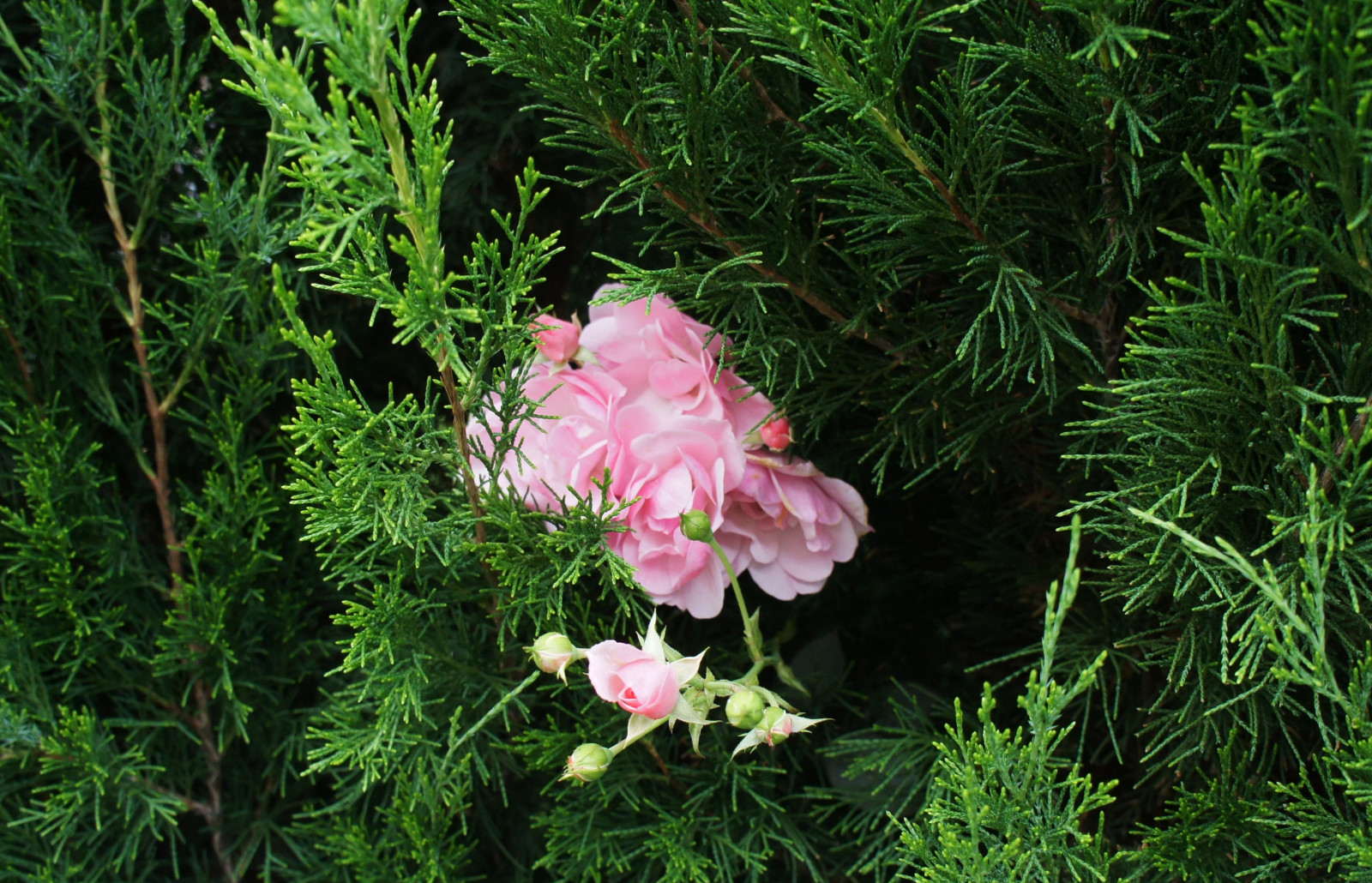 Участок 30 соток