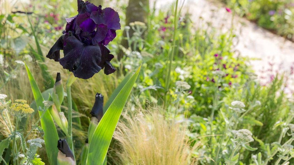 Уроки Chelsea Flower Show: Модные растения 2018 года