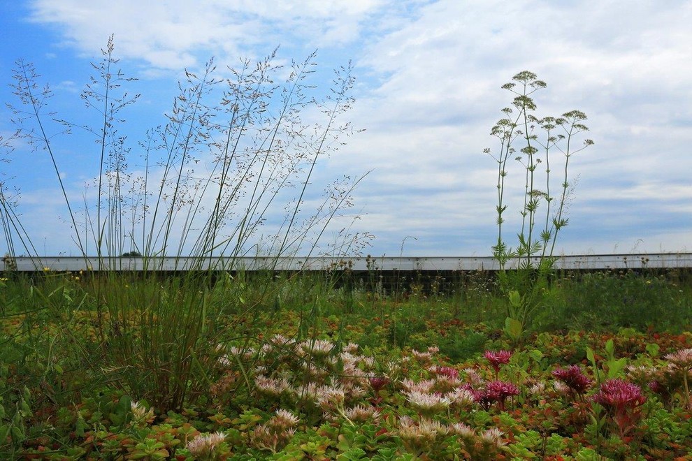 Сад на крыше