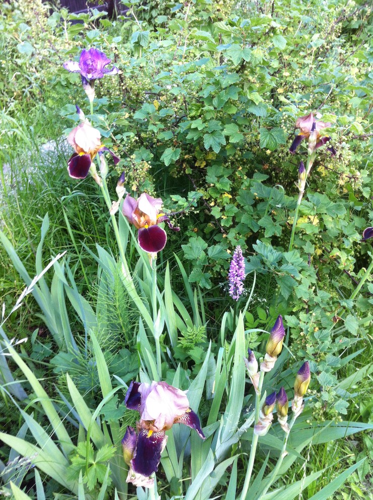 В гостях: Сад на выходные для родителей