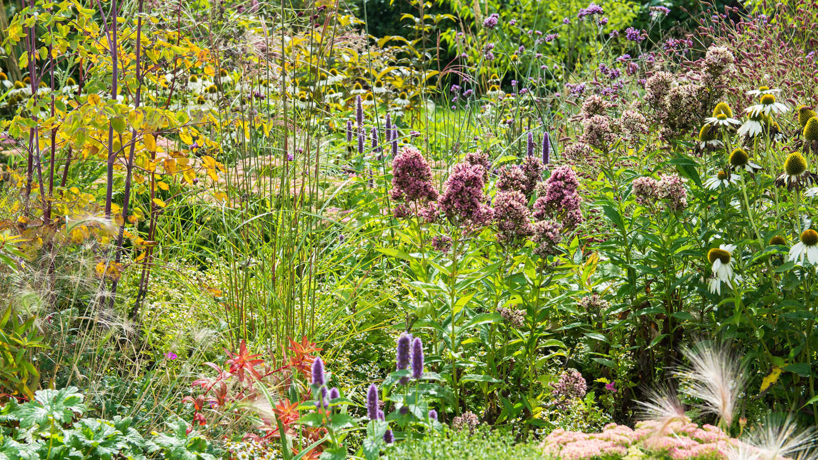 Цветник в  природном стиле  (" New Perennials"  или "Новая волна")
