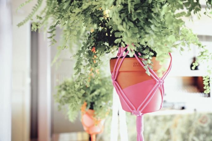 Цветы на подоконнике: 12 идей, как расставить их по правилам декора