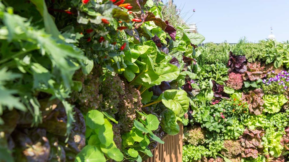 Уроки Chelsea Flower Show: Сад хорошего самочувствия