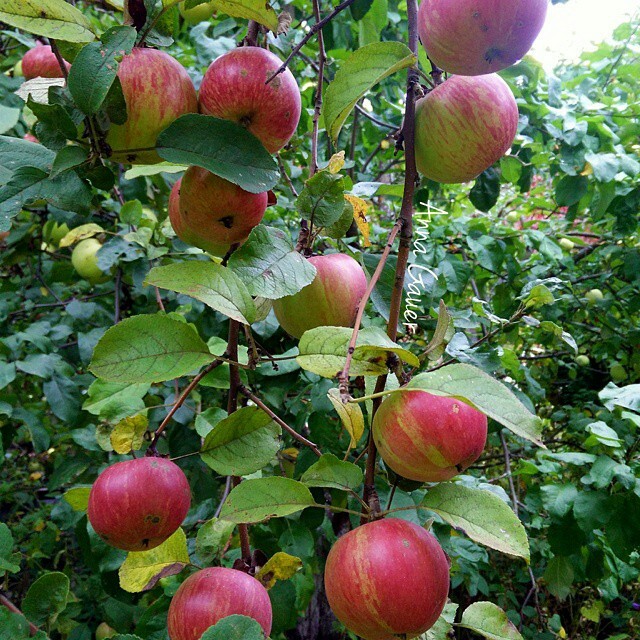 Плодовый сад