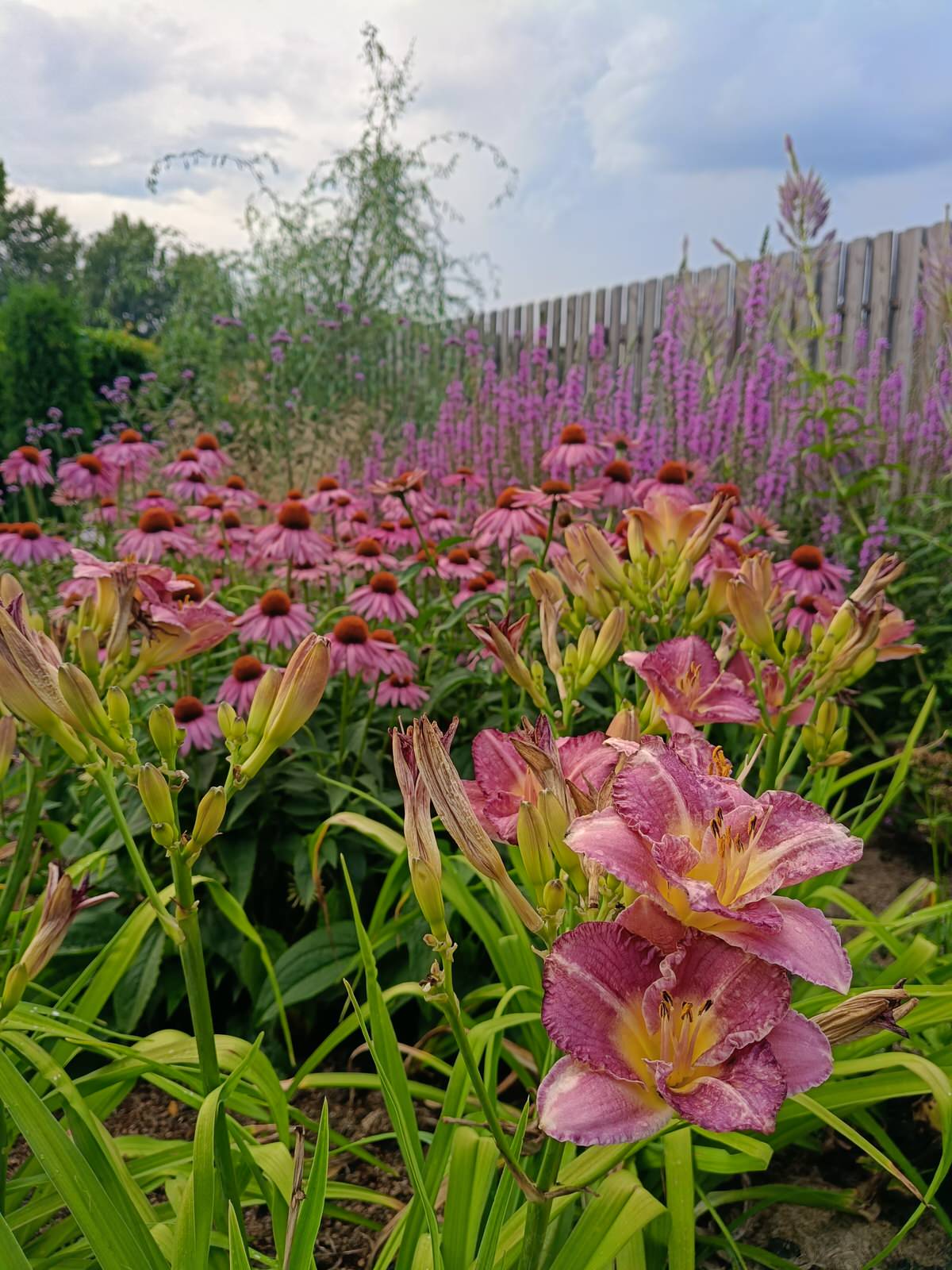 Современный цветник