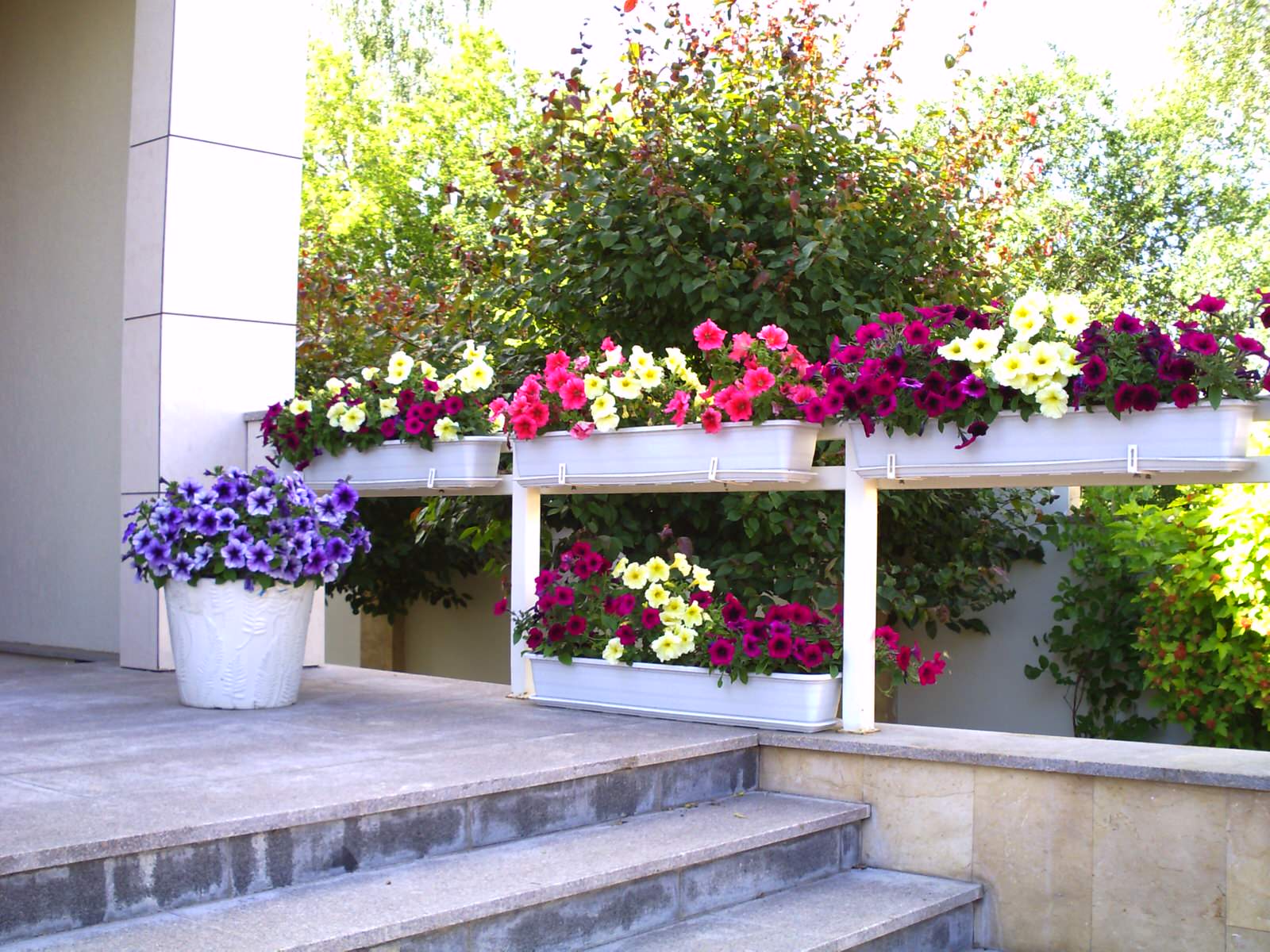 Обложка проекта: Маленький камерный сад.