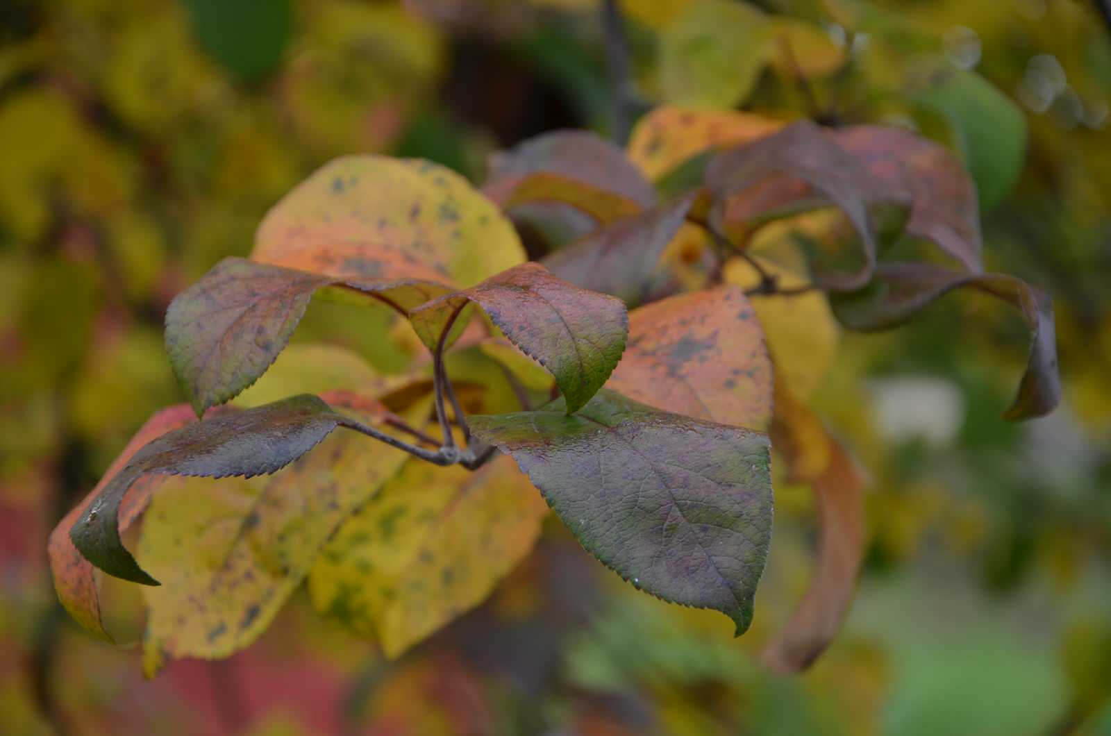 Садовый участок - осень