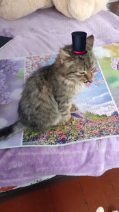 Елизавета Майданник