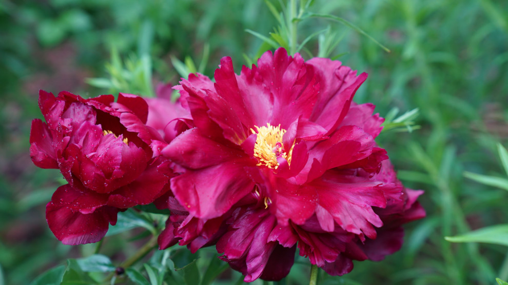 Вилла в стиле Райта. КП "Грибово" 2018 г.