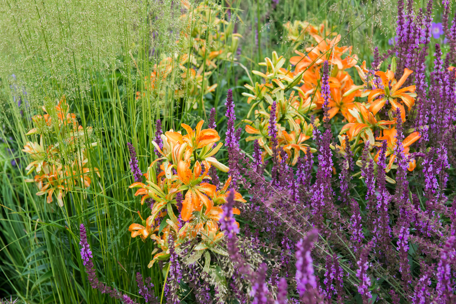 Многолетники