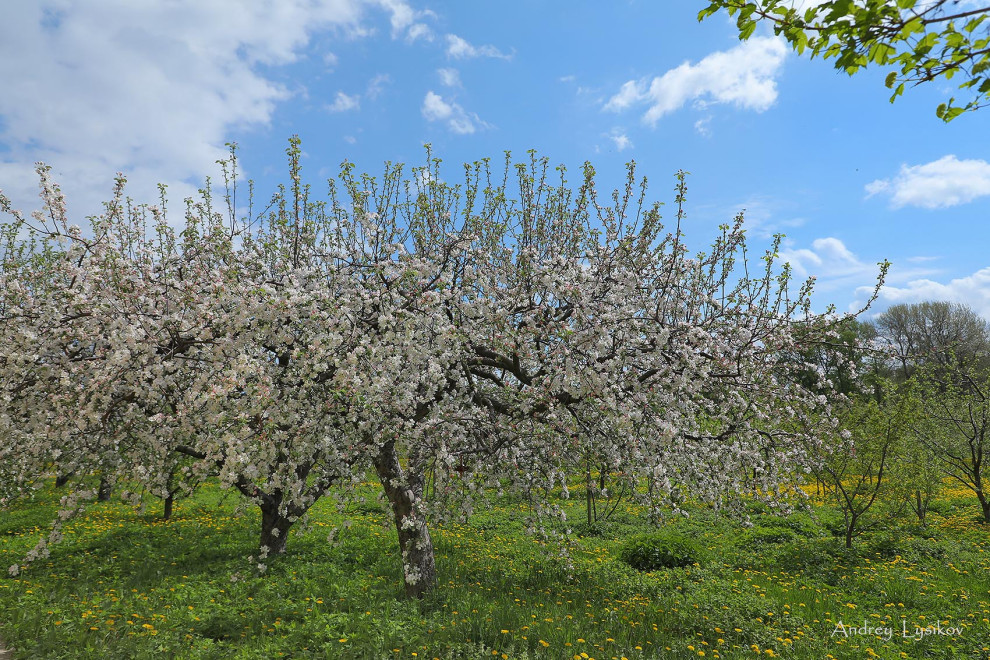Обложка проекта: Плодовый сад МГУ