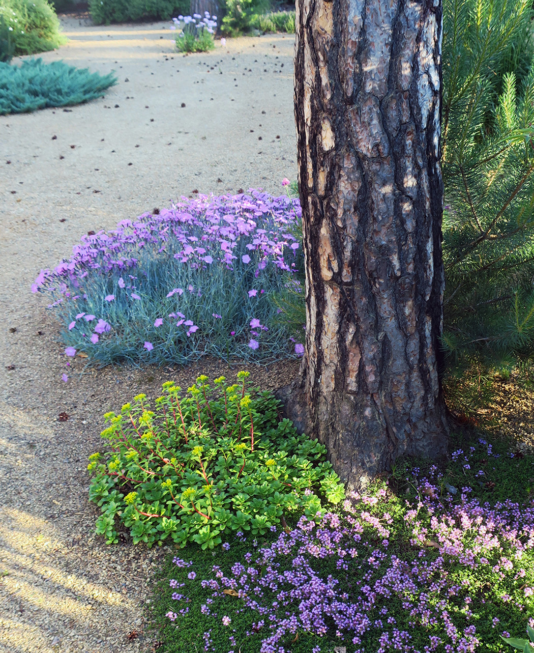 Маленький сад между большими соснами.