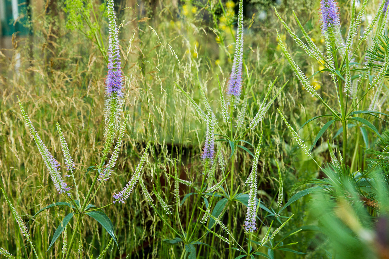 Сад   James Alexander-Sinclair  на Moscow Flower Show 2018  (вне  конкрса)