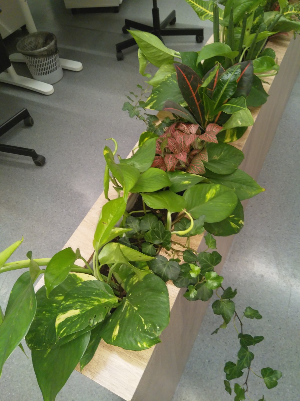 KRONA студия фитодизайна