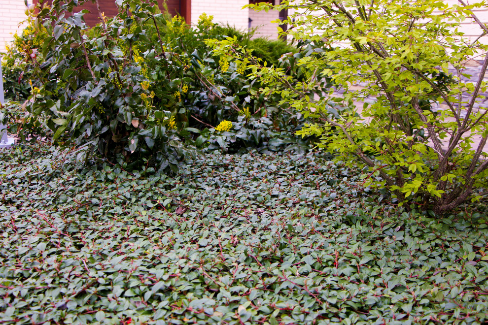 Петровское, 2018-2020 гг.