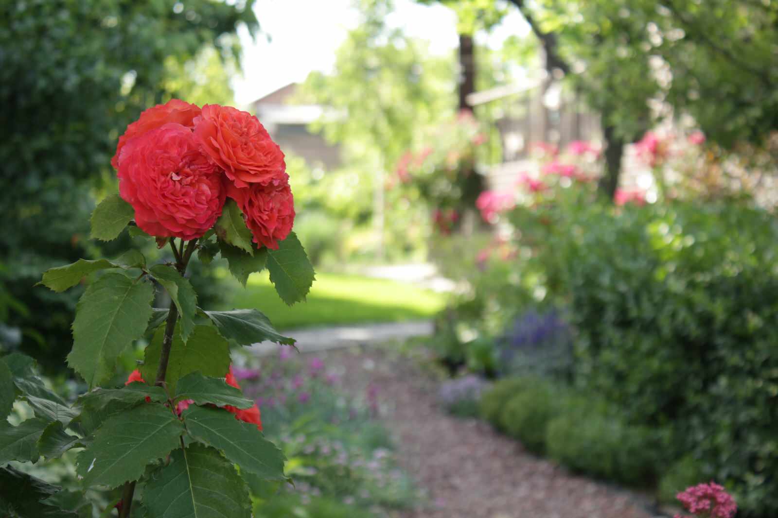 Сад сотни птиц