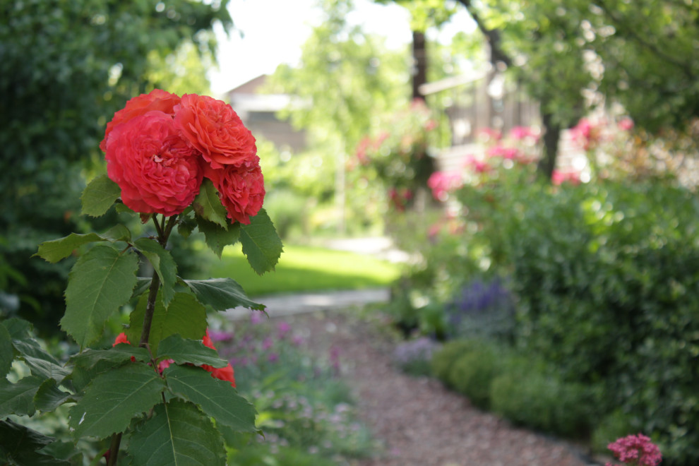 Обложка проекта: Сад сотни птиц