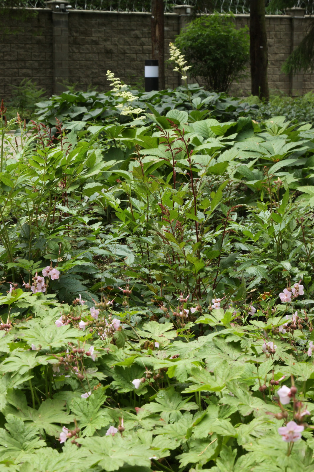 Теневые сады