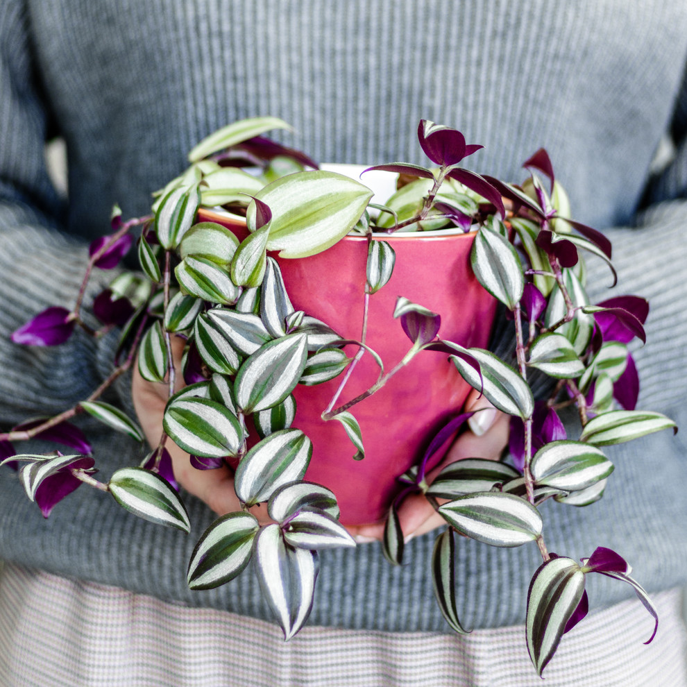 Обложка проекта: Керамические горшки и кашпо Plant&Co