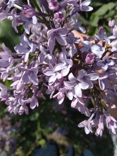 Маруся Фомкина