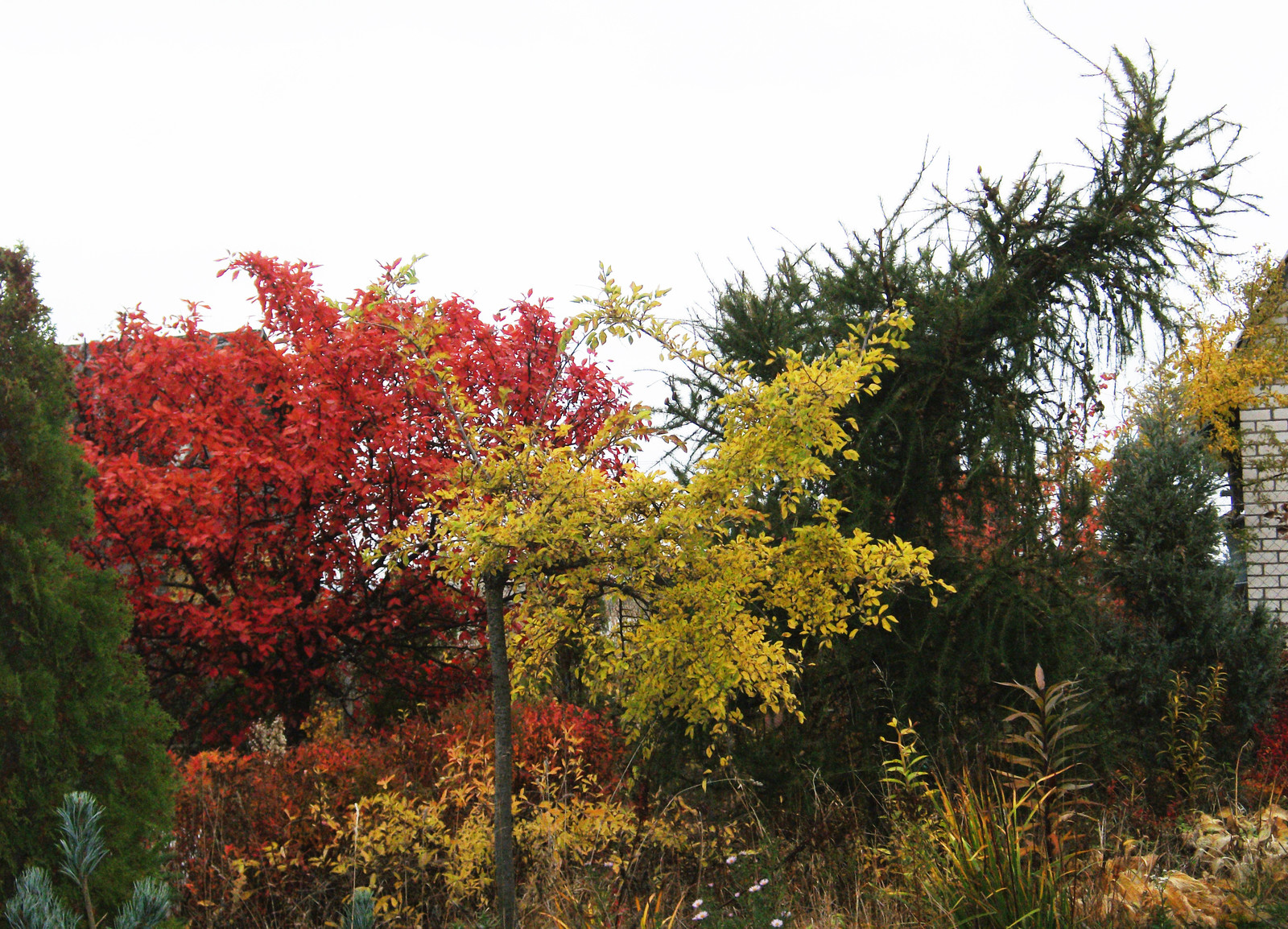 Наш собственный сад
