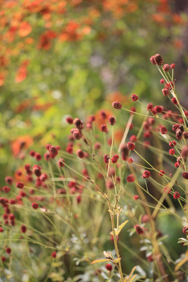 10 садовых цветов, за которыми можно почти не ухаживать