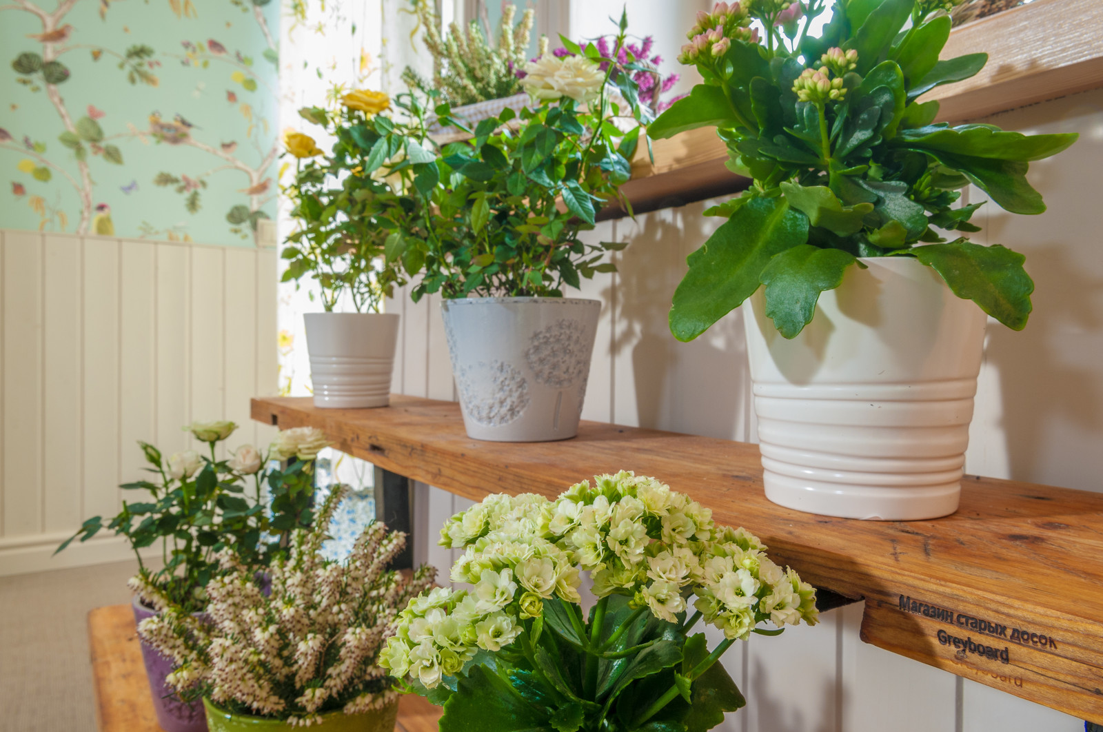 Проект для ТВ-Программы "Фазенда"