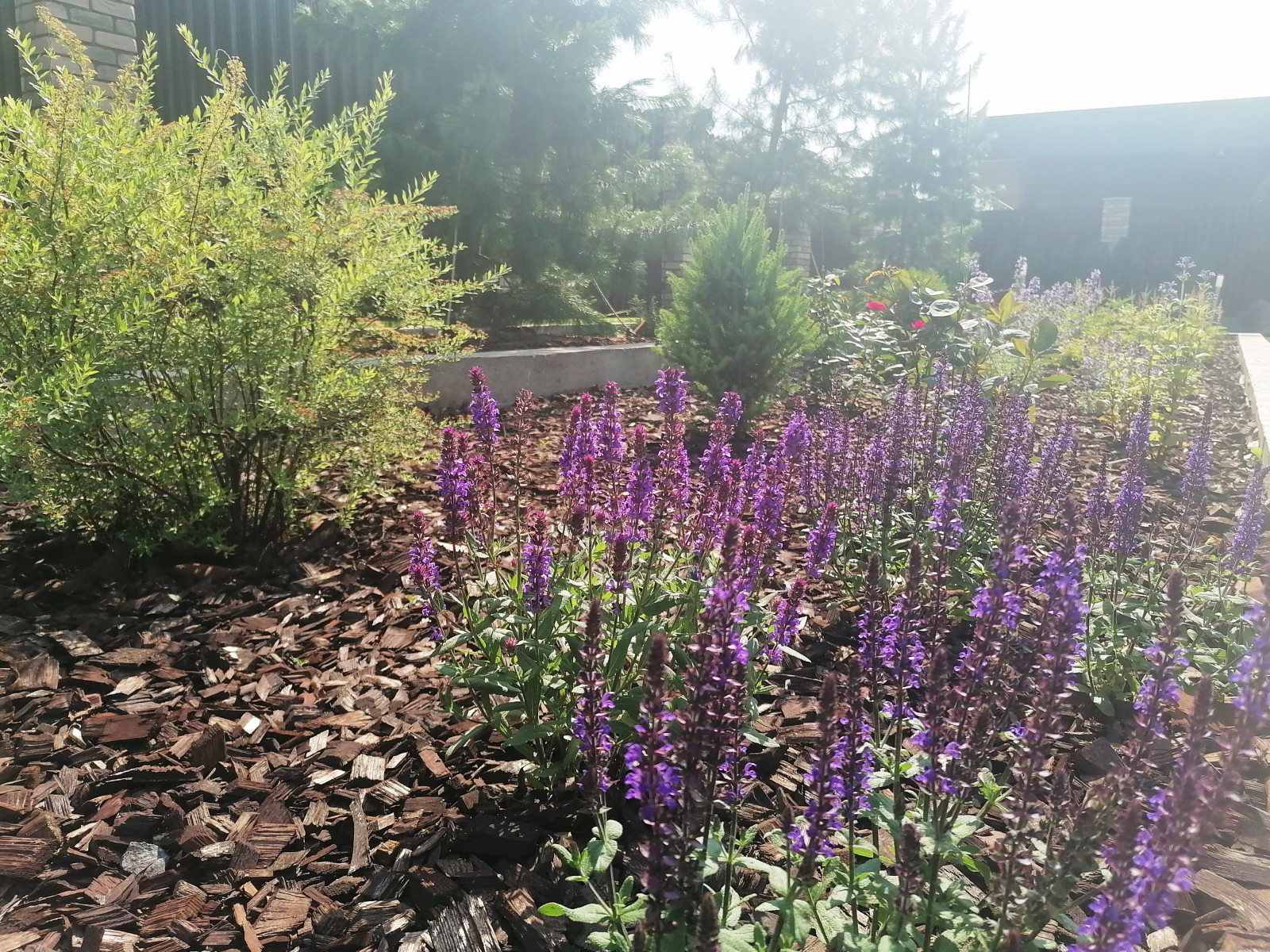 Небольшой сад в современном стиле