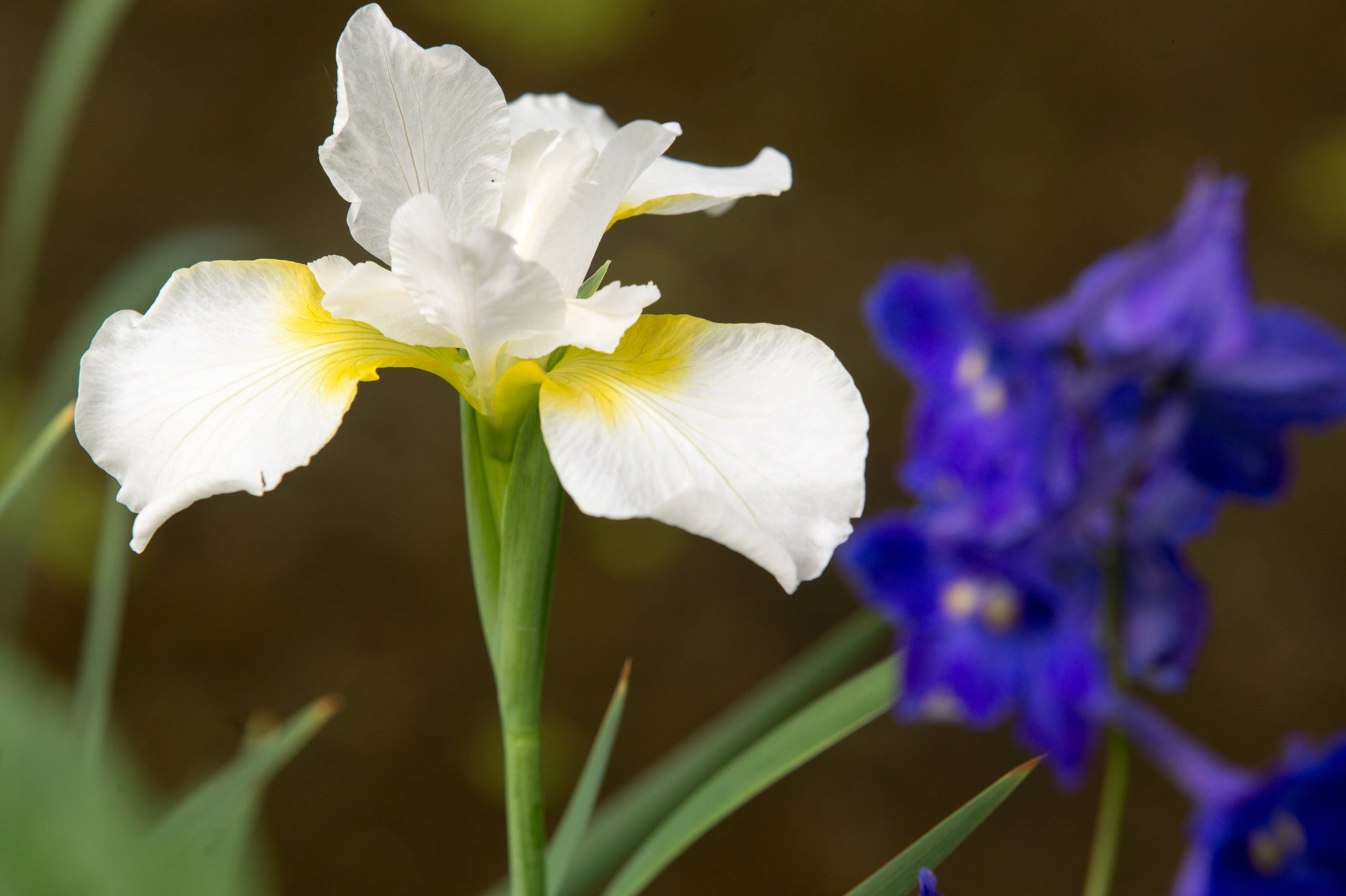 Проект недели: Сад в стиле модерн