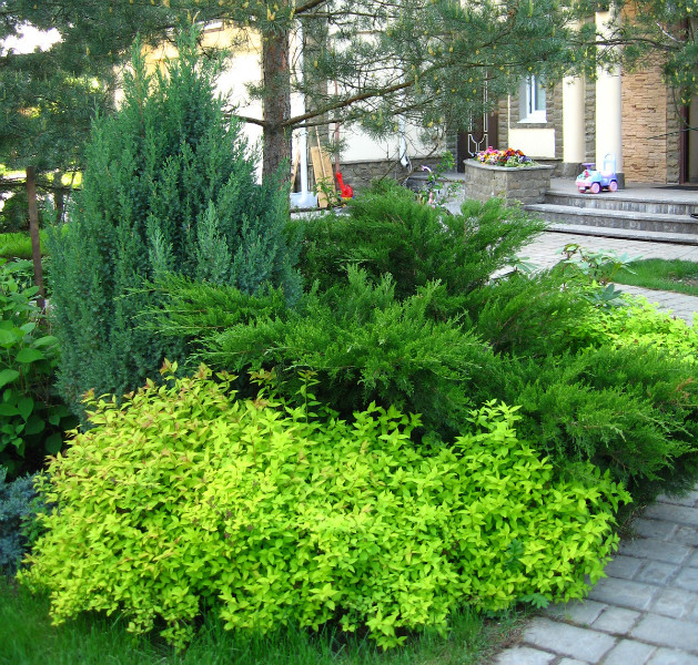 Хвойная композиция