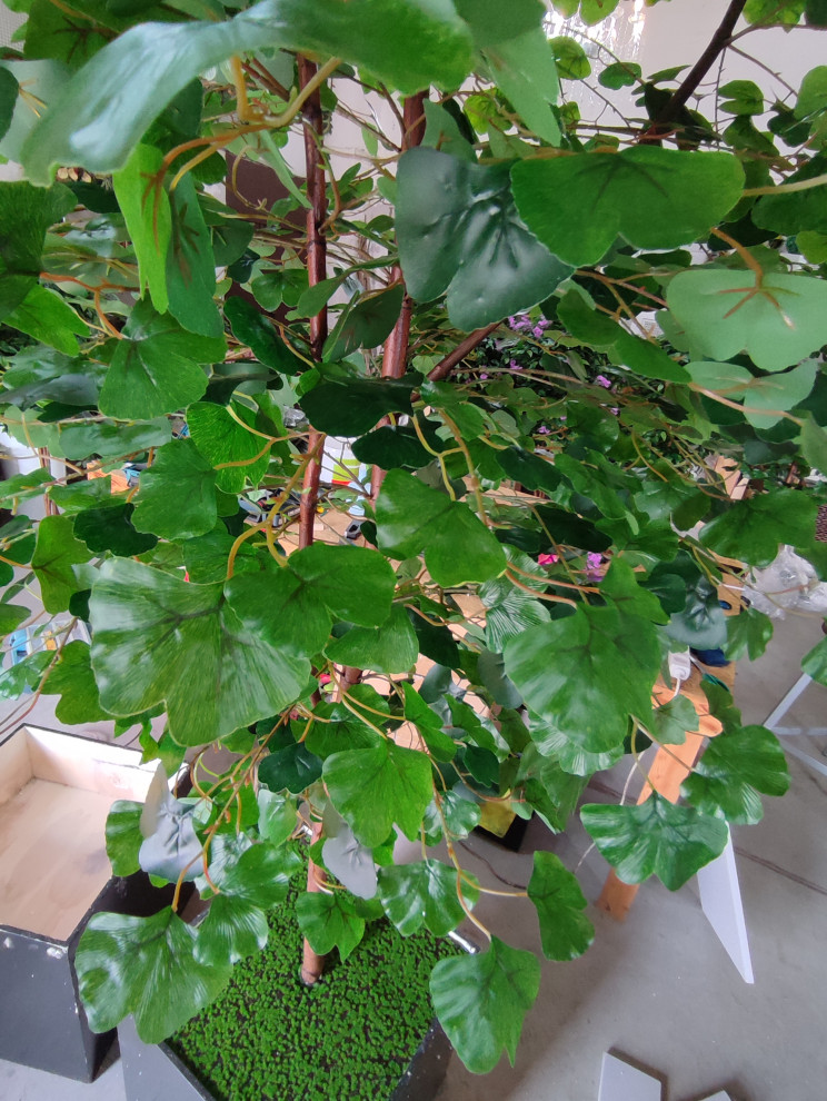 Дерево Гинко для LOGO