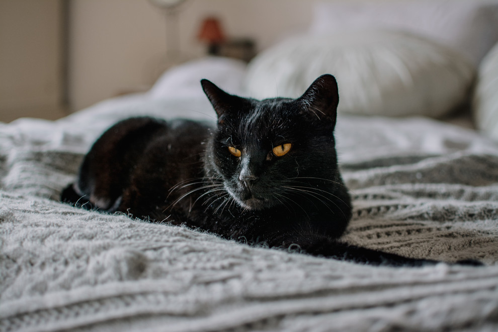 Houzz Швеция: Дом мечты Эльзы Билгрен в Стокгольме