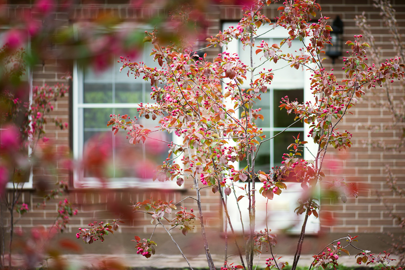 Первая весна в саду "Красный октябрь"