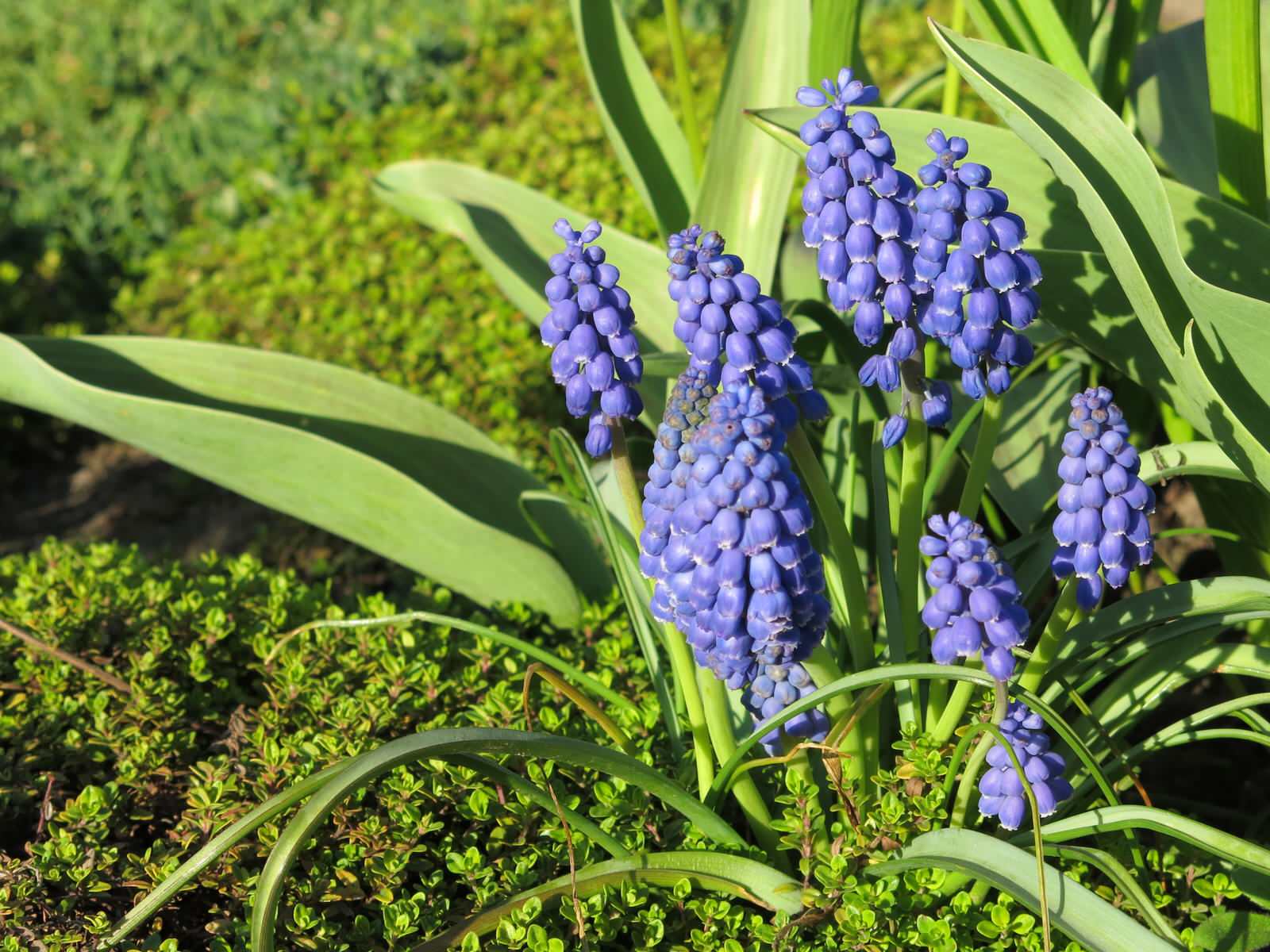 ТЕПЛЫШКО МОЕ. ВЕСНА.