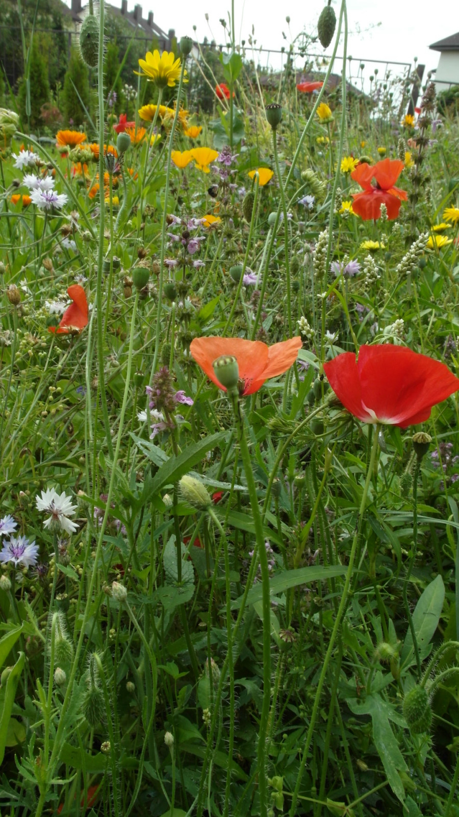 Цветники в природном стиле