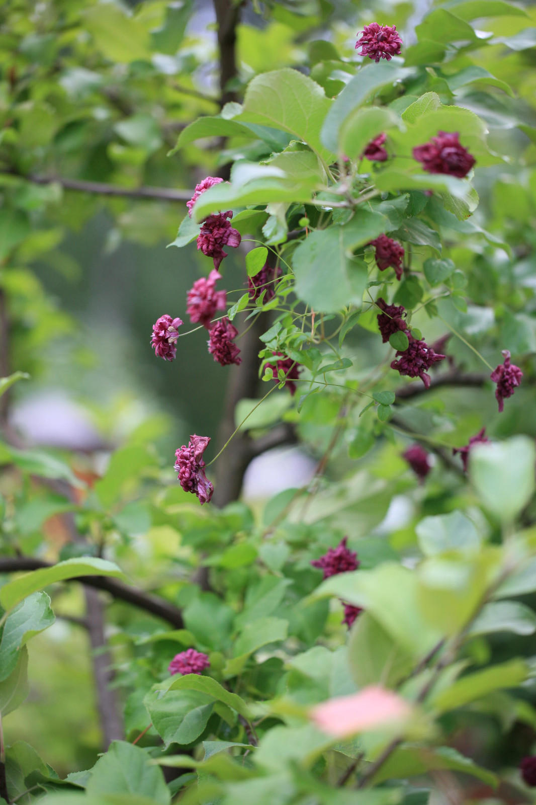 Сад Флориста