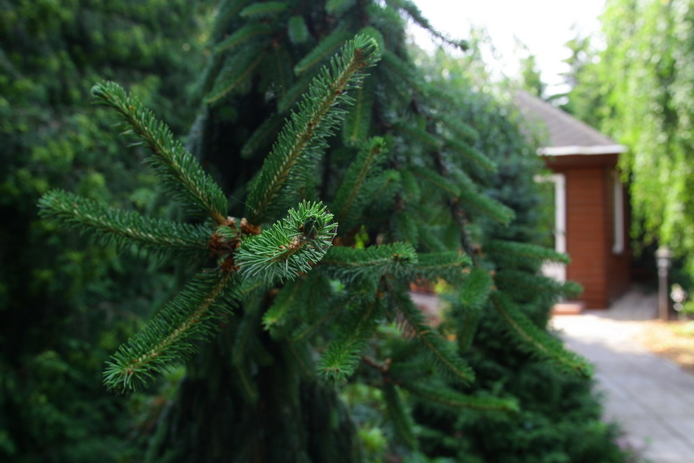 Ильинка. Реконструкция сада