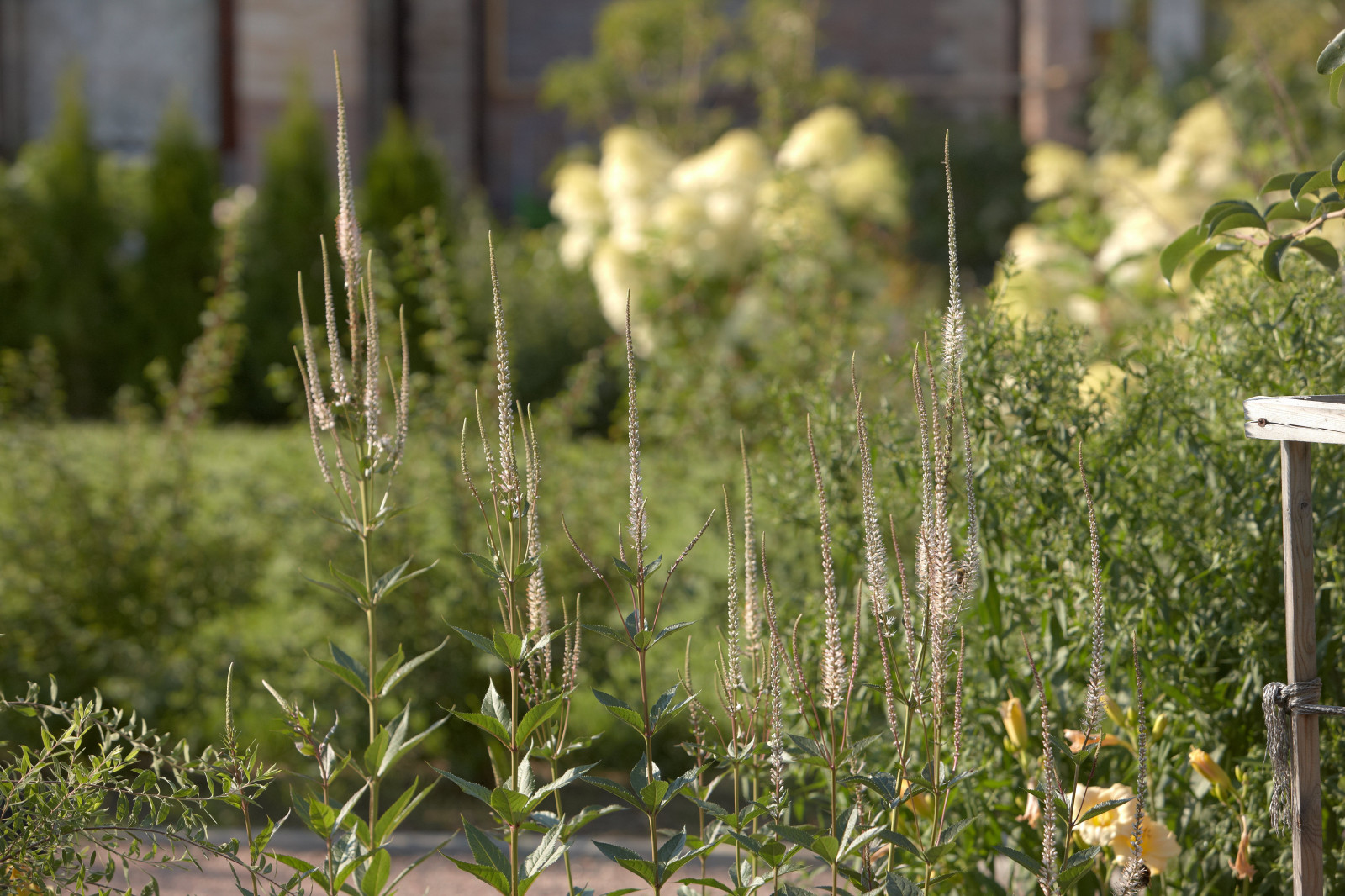 Отражение в каплях росы