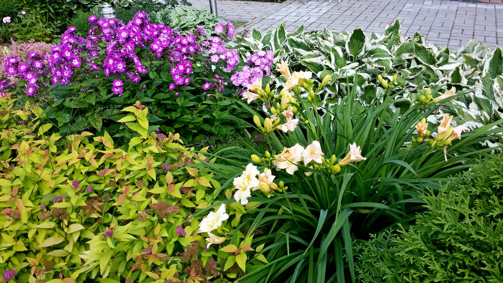 Обложка альбома: Сад