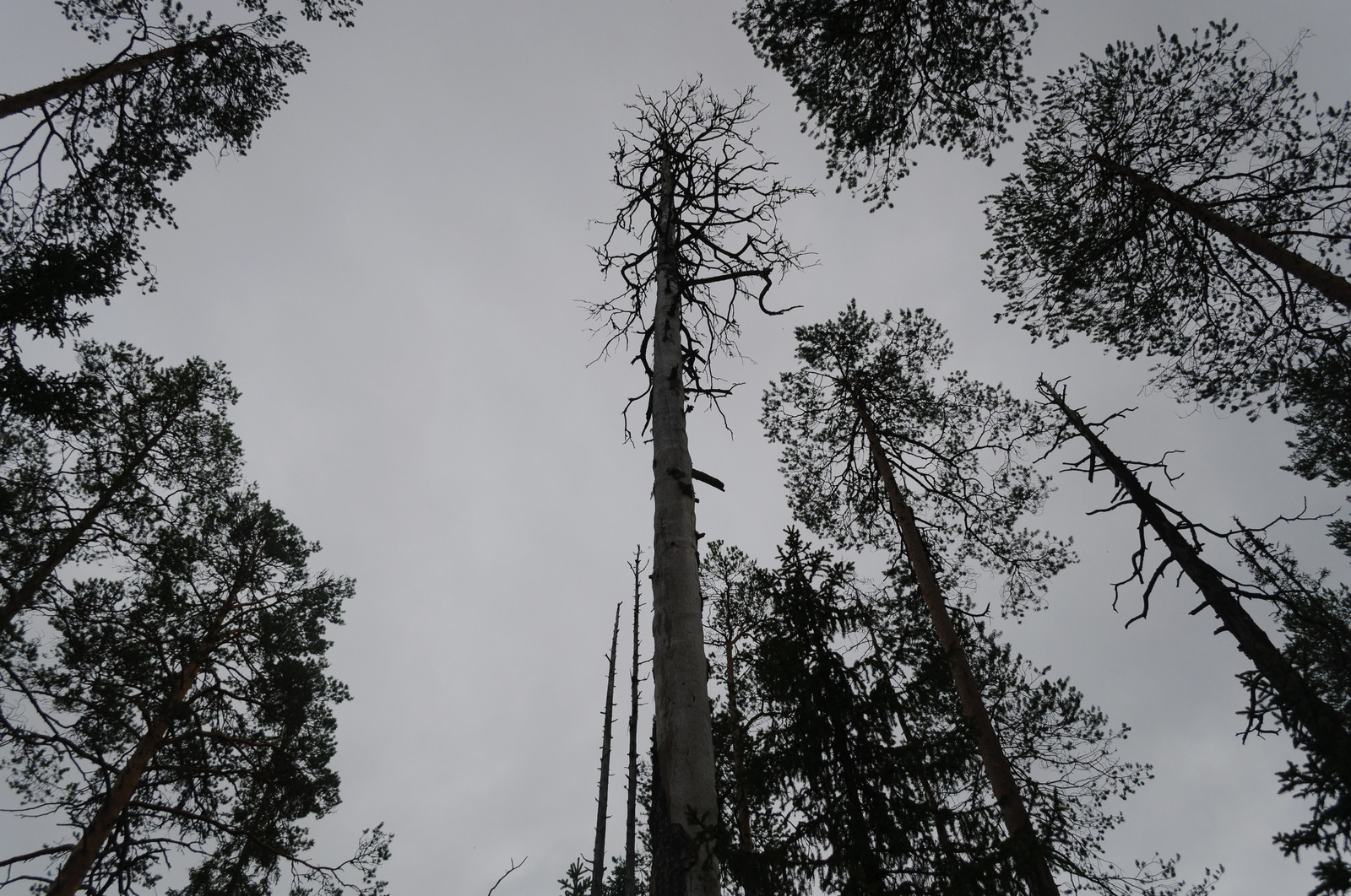 Производство и заготовка